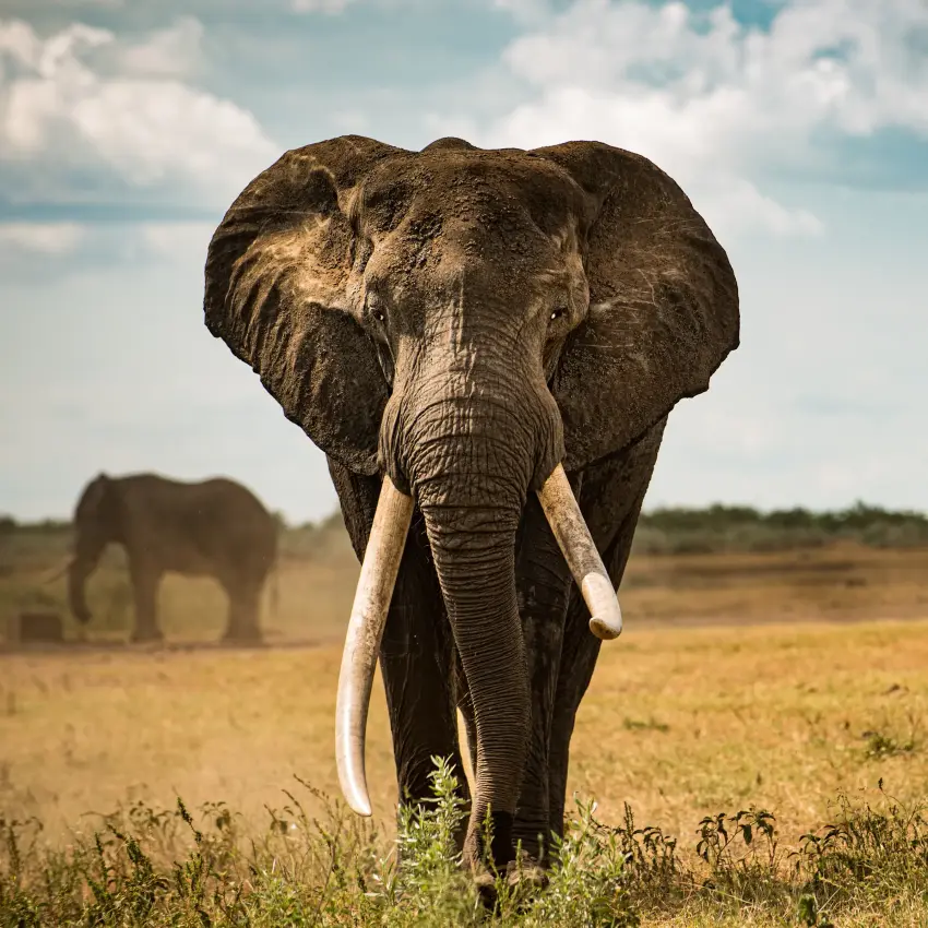 African elephants walking across savanna grassland