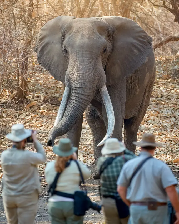 Guides approach elephant on safari walking tour
