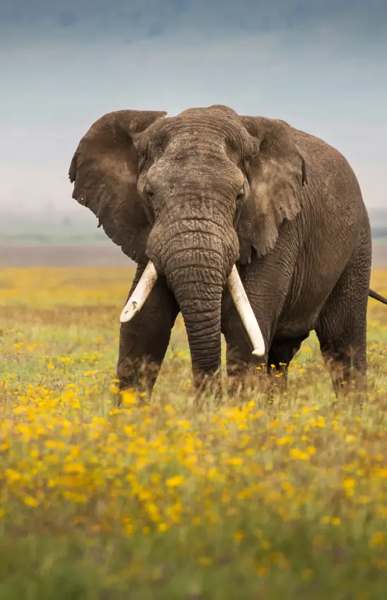 African elephant walking through yellow flowering savanna landscape