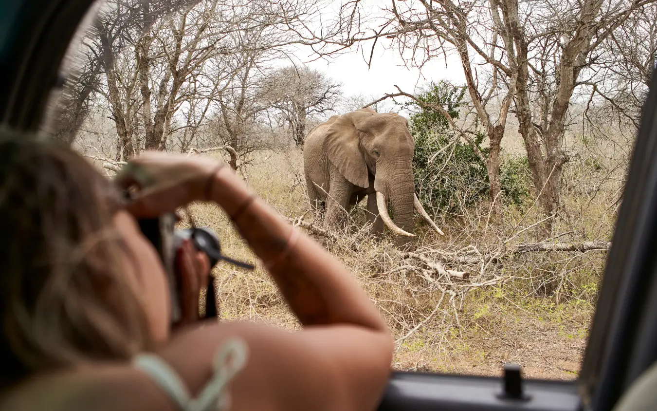 Guest photographing elephant from safari vehicle window
