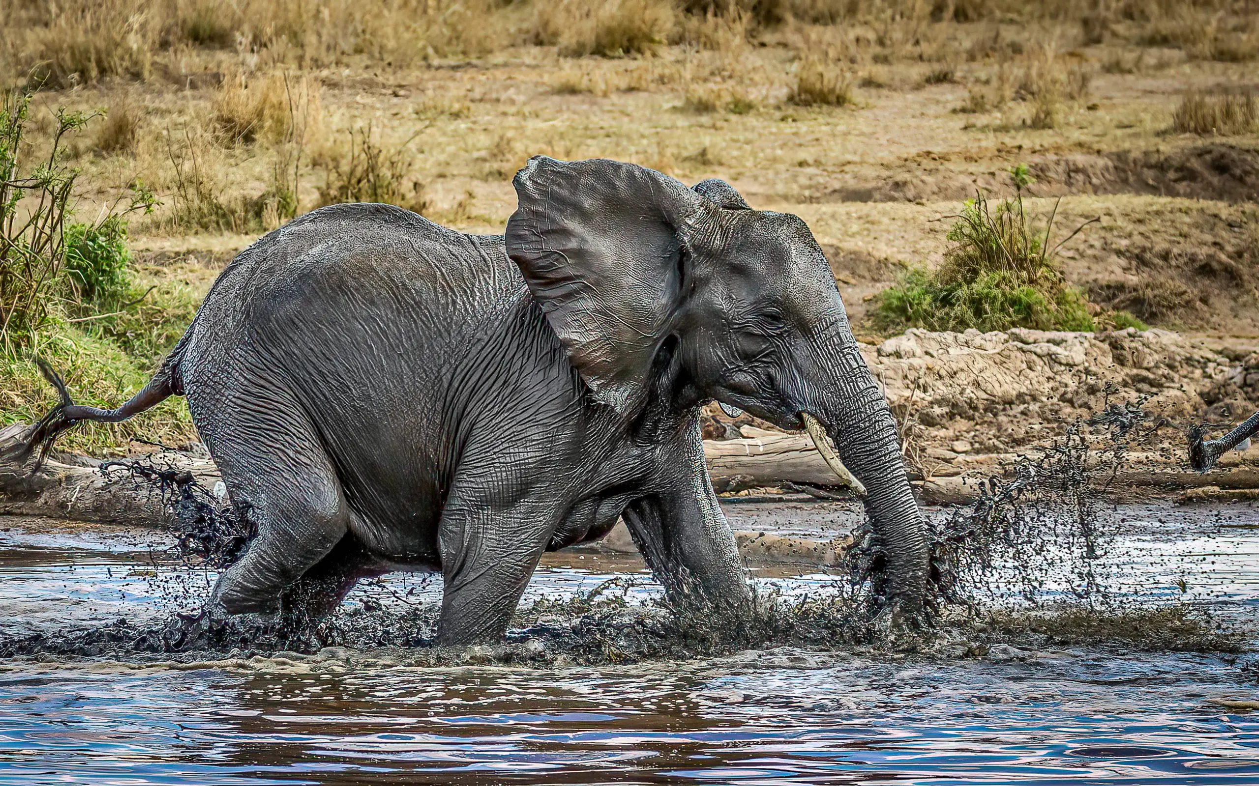 Young elephant wading through shallow water at riverbank