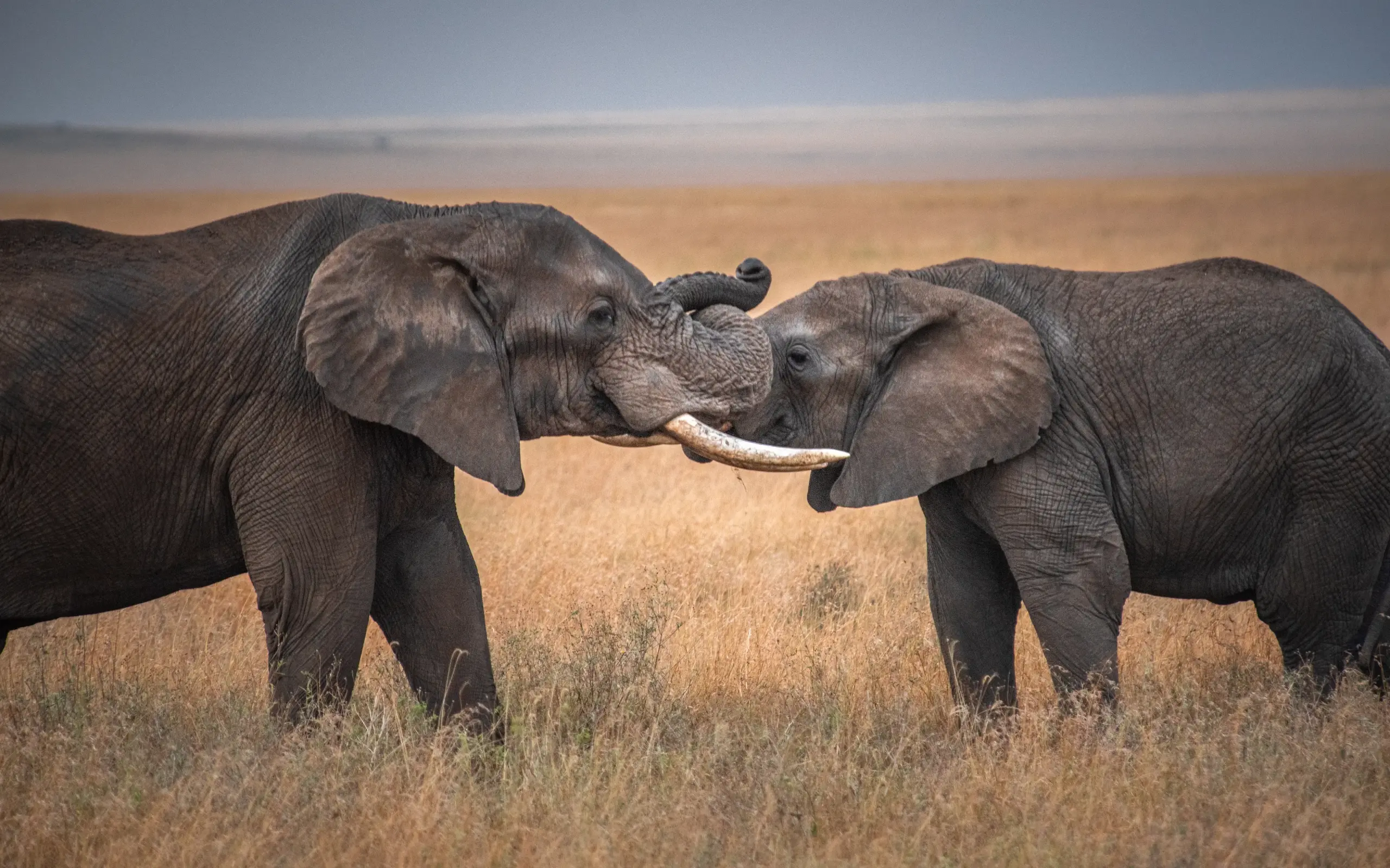 Two elephants interacting with trunks touching in grassland