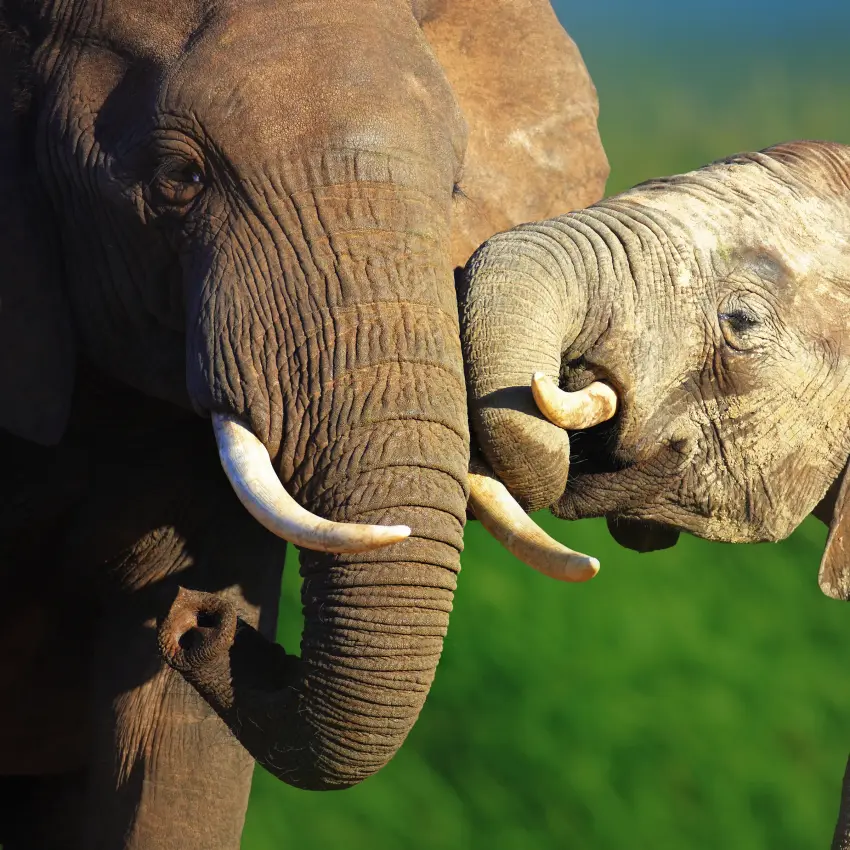 Adult elephant and calf touching trunks together
