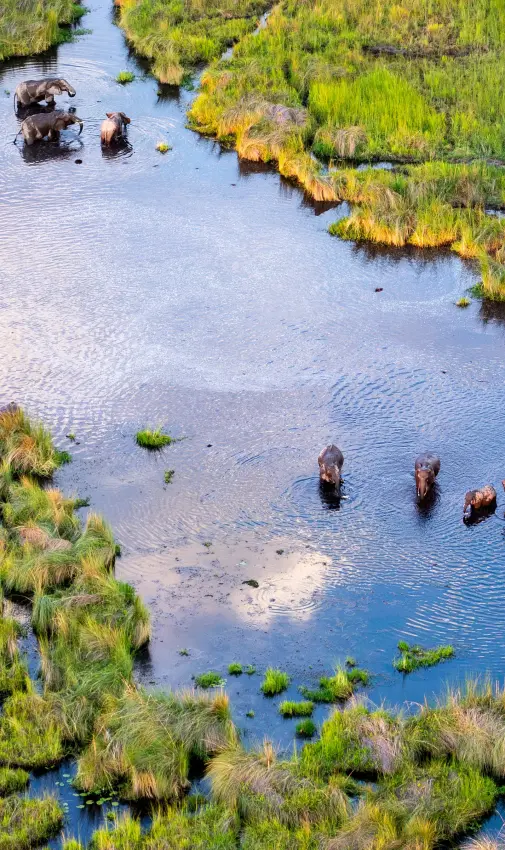 Aerial view of elephants wading in shallow water surrounded by vegetation