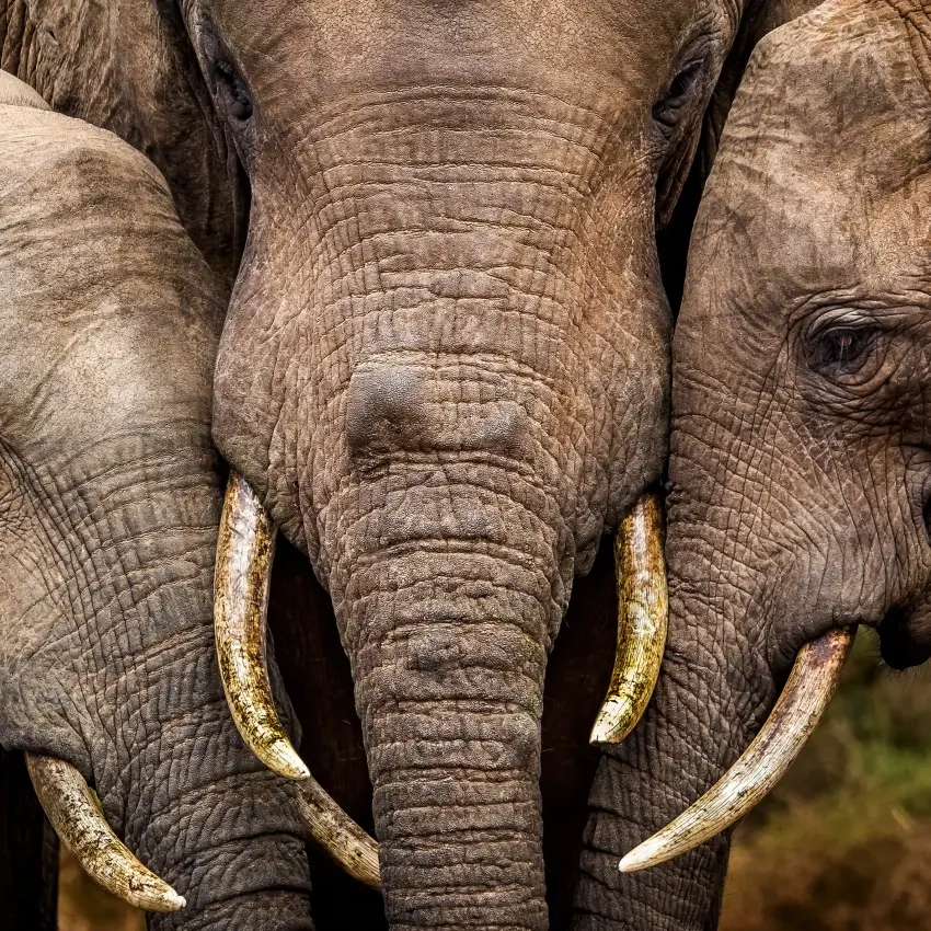 Three African elephants with tusks facing camera closeup