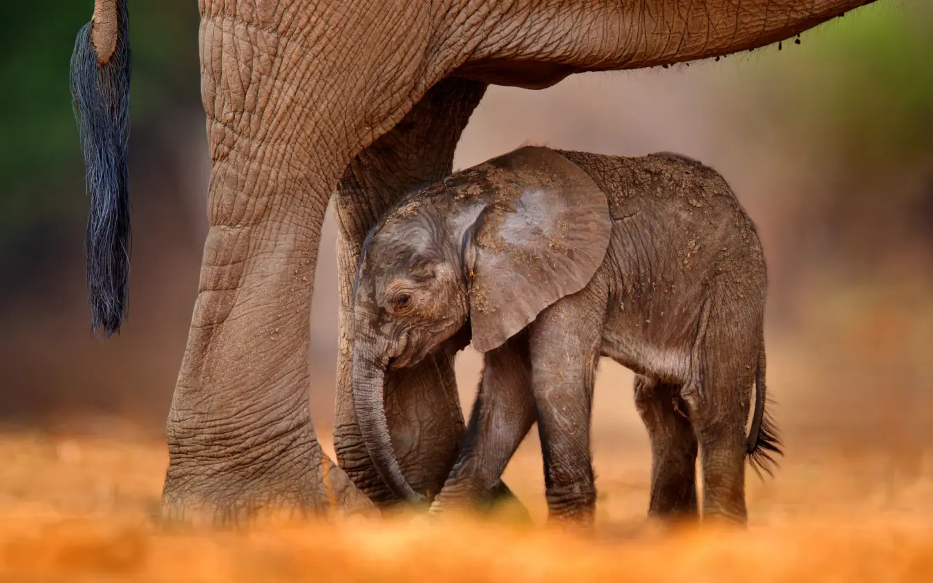 Young elephant calf walking beside mother in dust