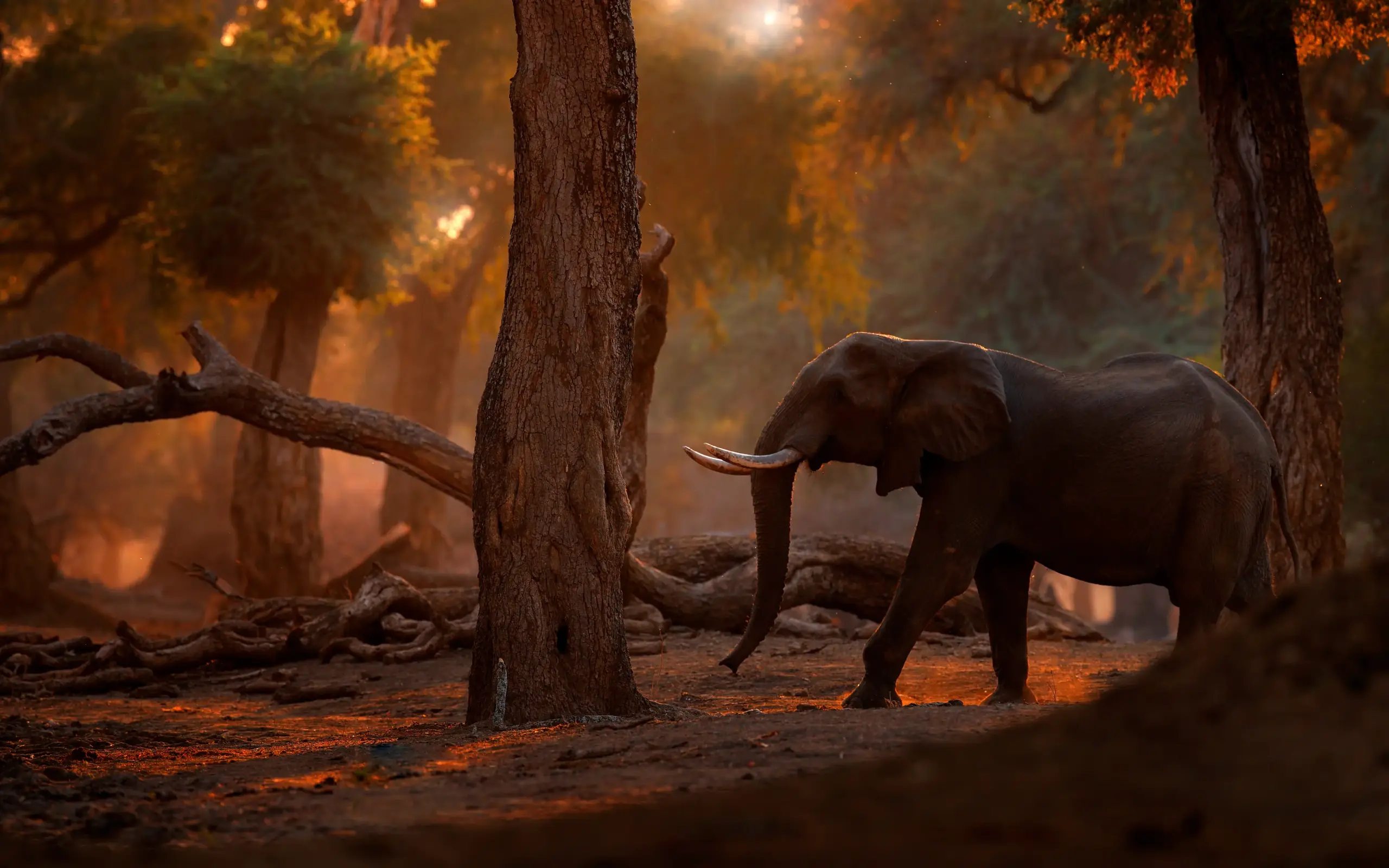 Elephant walking through golden forest light and mist