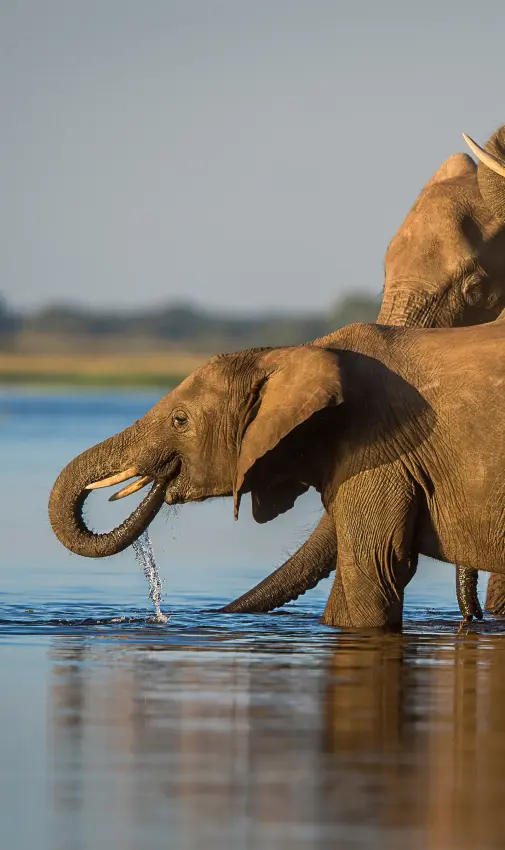 elephants drinking water at riverbank during daytime