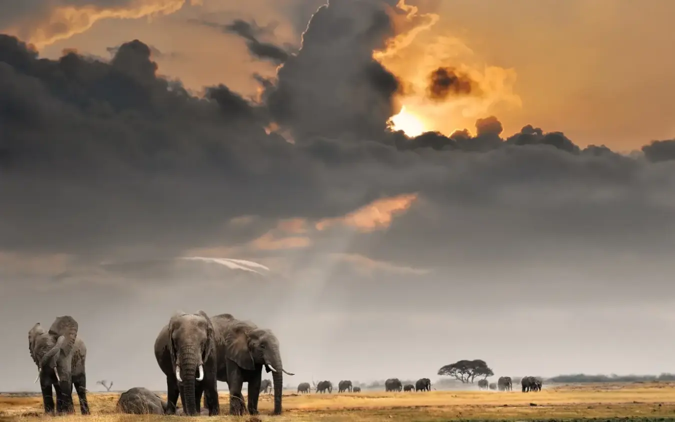 Herd of African elephants crossing open savanna under dramatic sunset sky