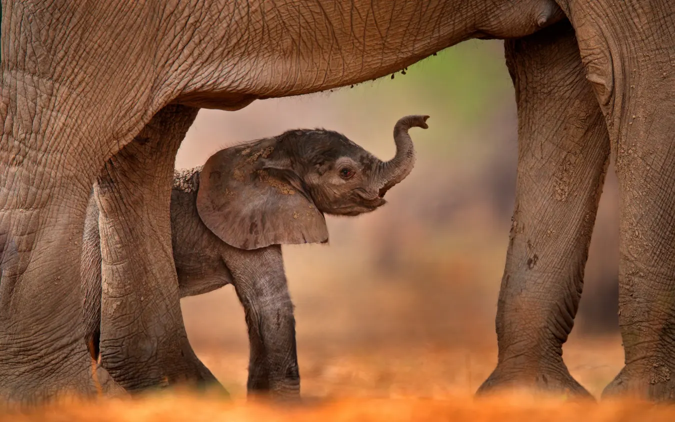 Young elephant calf walking beneath mother in dust