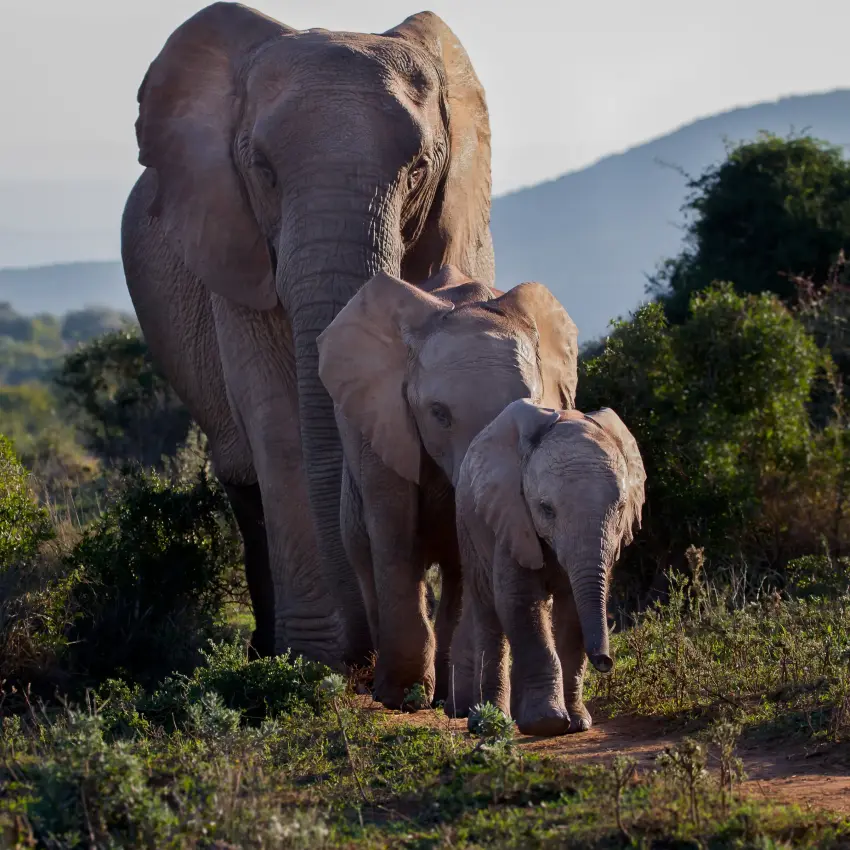 Adult elephant walking with young calf through savanna