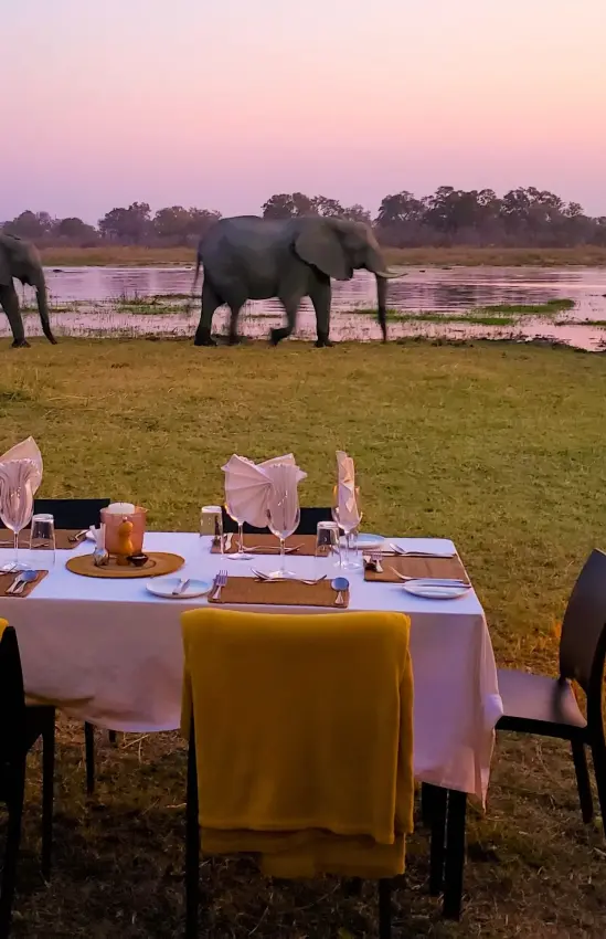 Elegant dinner table set up on savanna with elephants