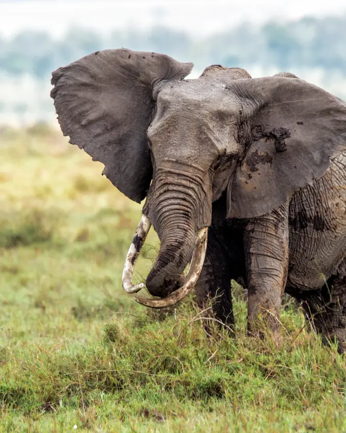 Adult elephant with calf walking through savanna grassland
