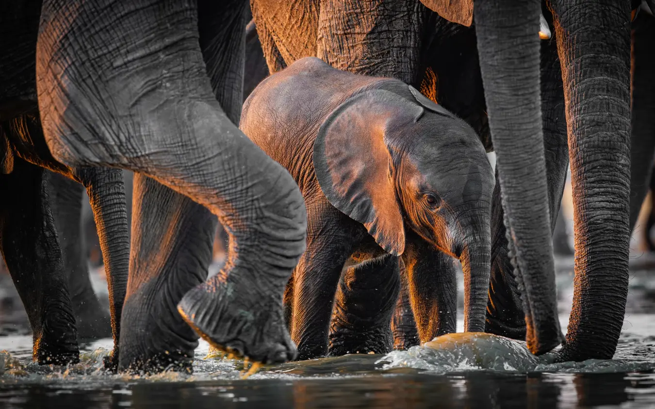 Young elephant calf drinking surrounded by adult elephants