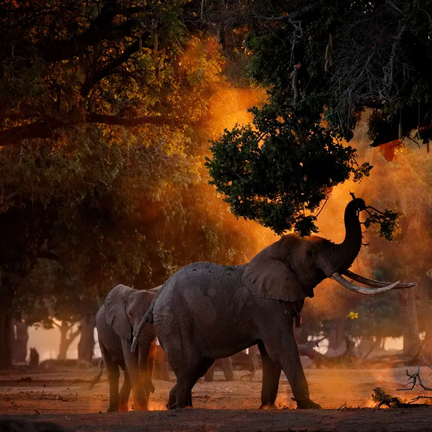 Elephant with raised trunk in misty forest at sunset