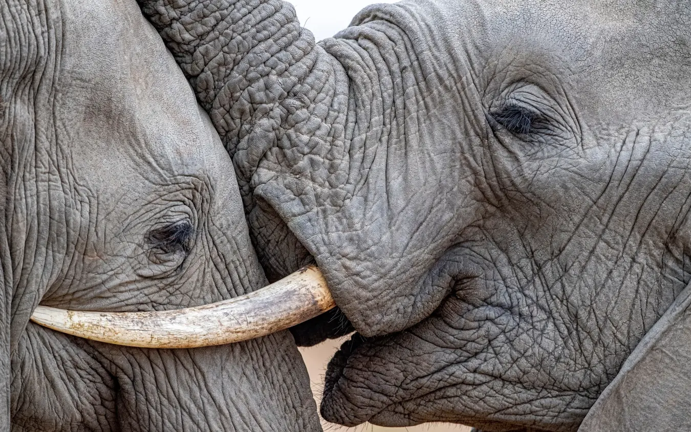 Two African elephants touching trunks in affectionate greeting
