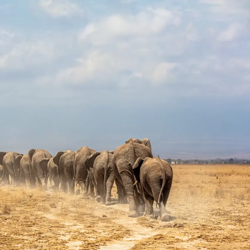 Herd of elephants walking across dusty savanna plain