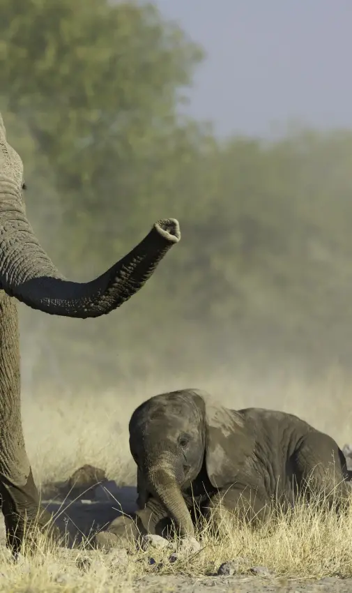 Adult elephant with calf in dusty savanna landscape