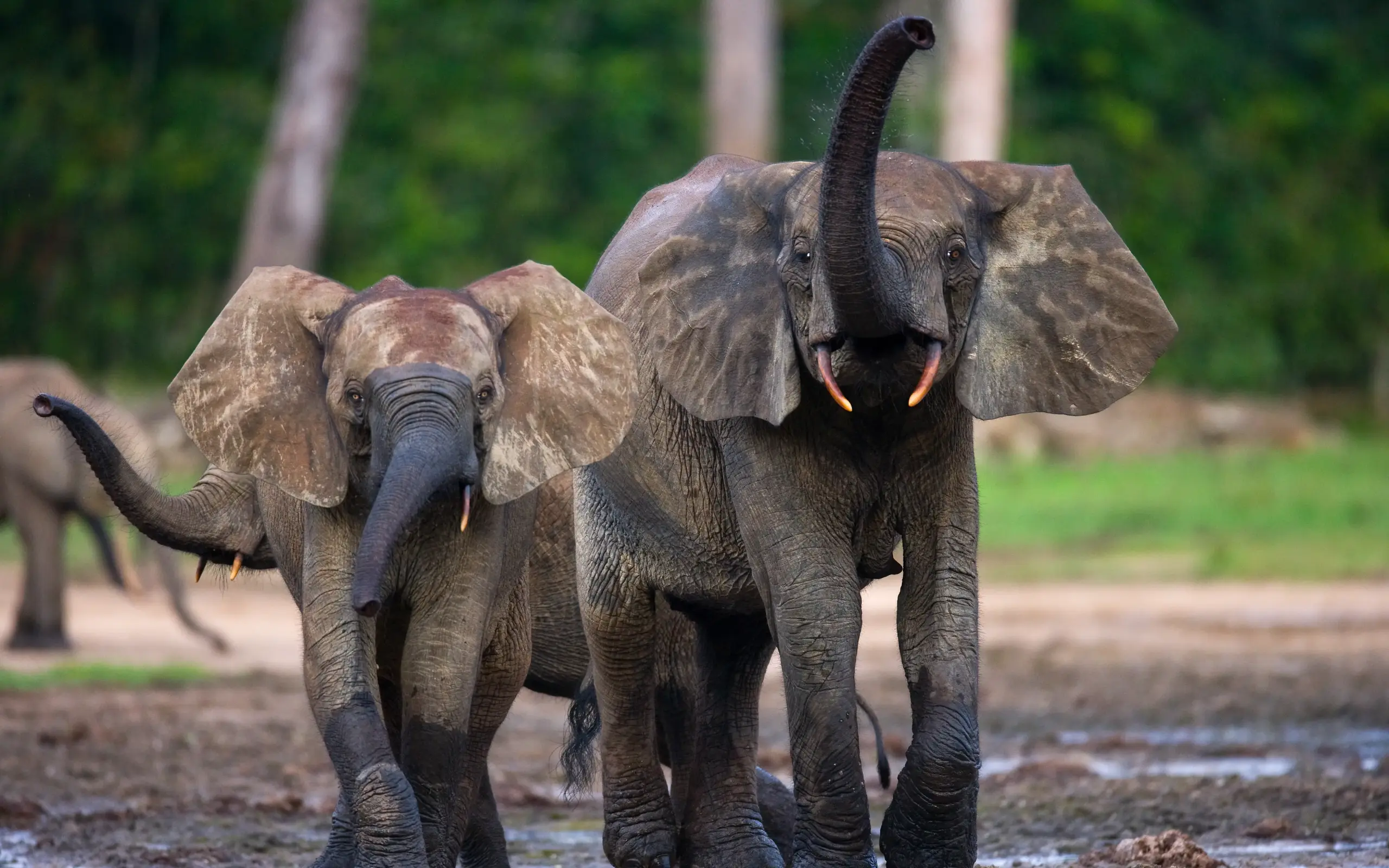 Adult elephant and calf walking together in natural habitat