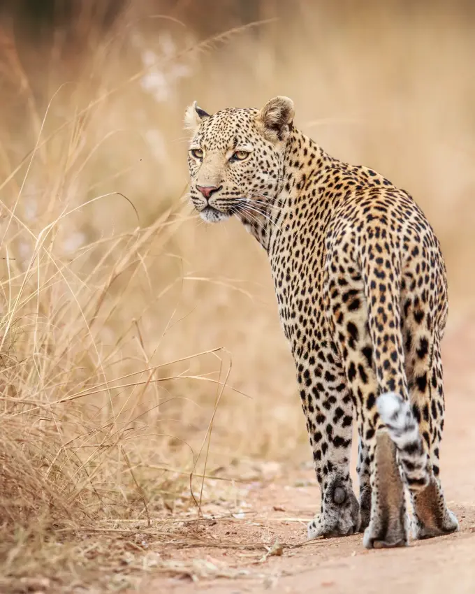 Leopard standing on dirt road facing camera