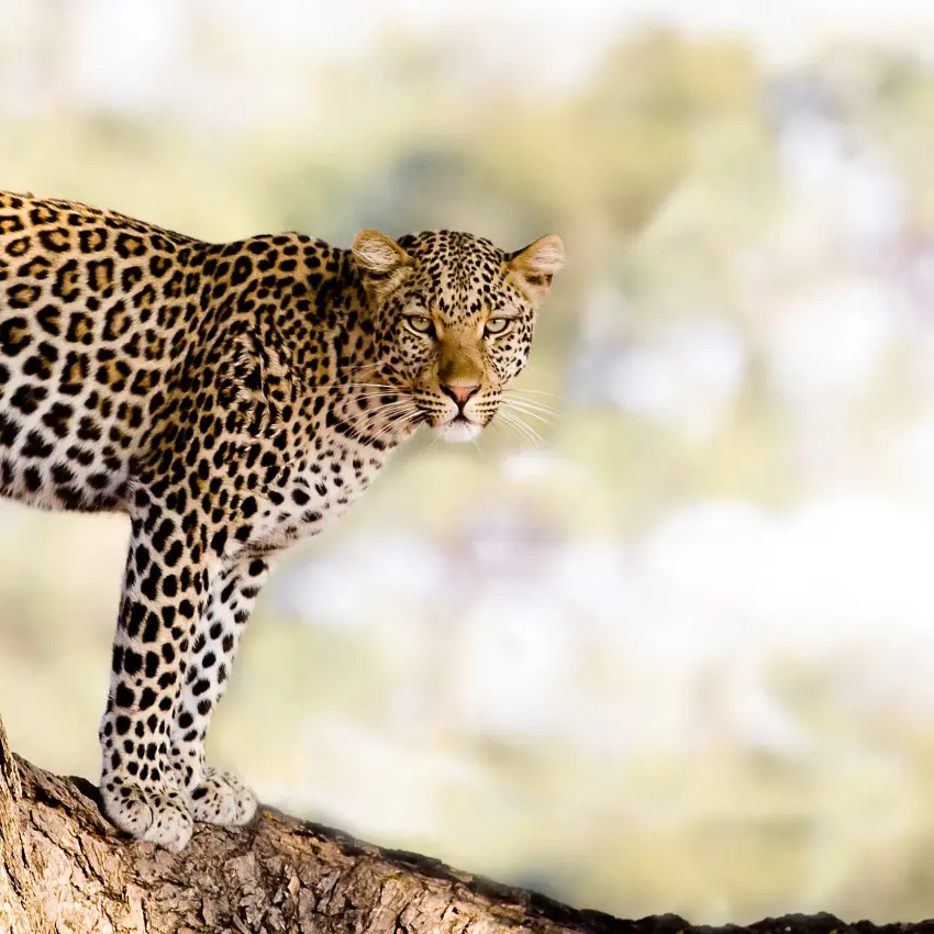 Leopard peering from tree branch in natural habitat