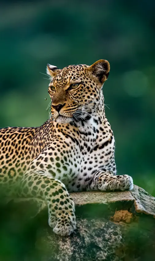 Leopard resting on fallen log in natural setting