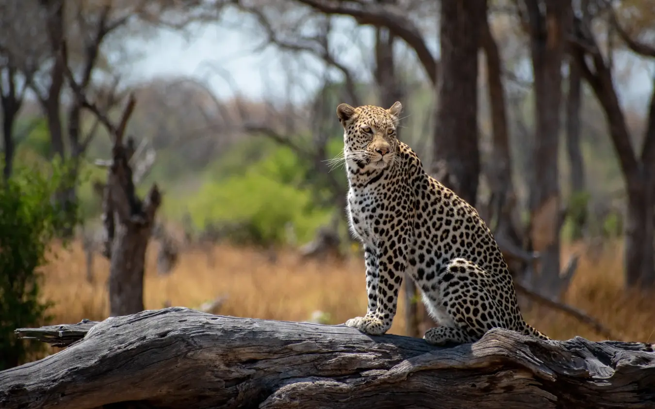 Leopard sitting on log in woodland setting