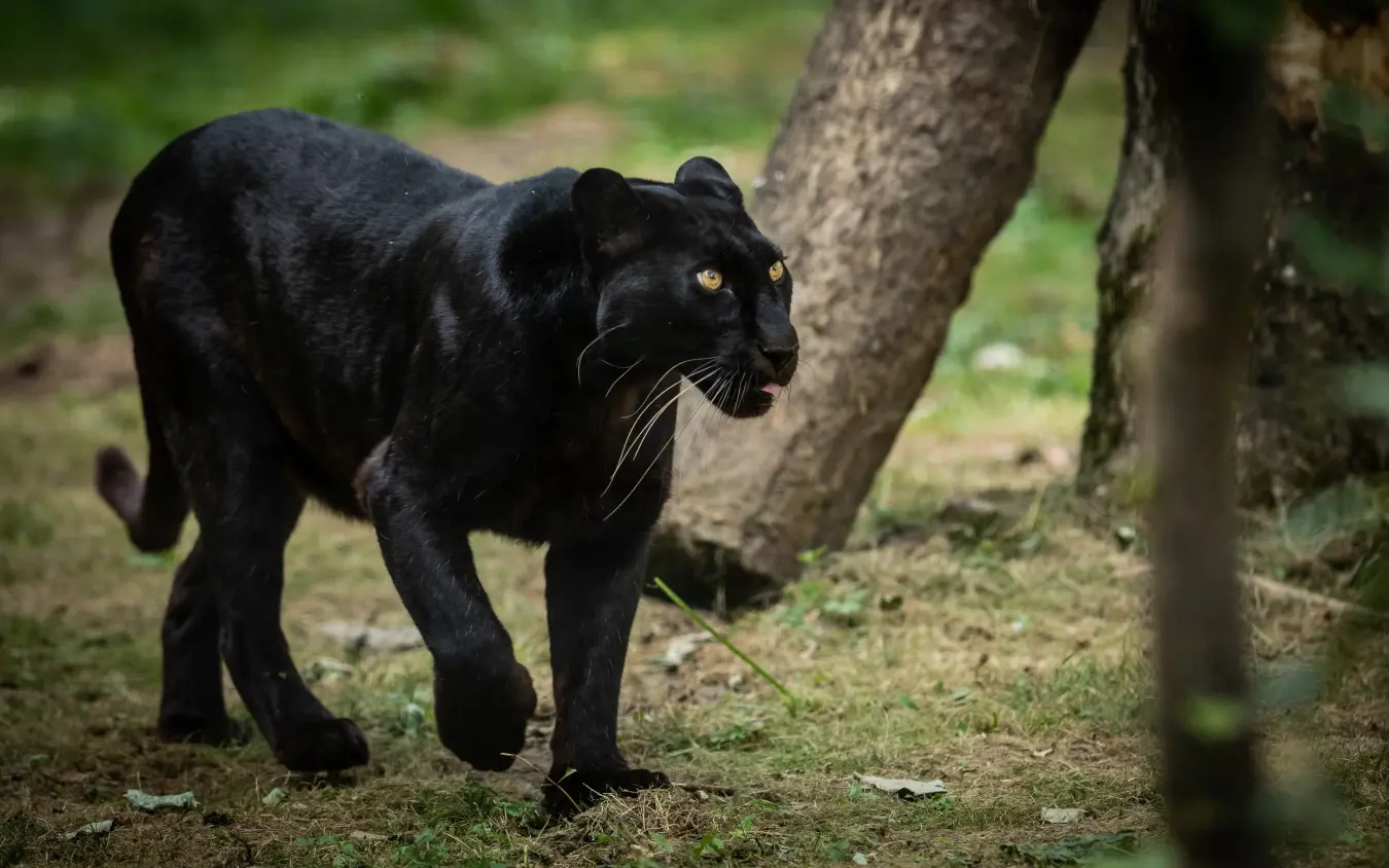 Black panther walking through forest near tree trunk