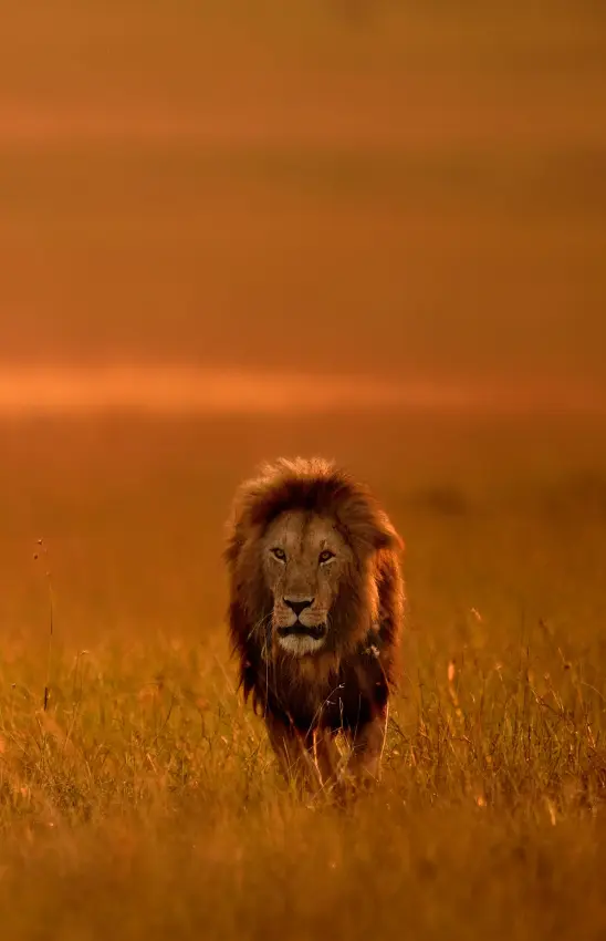 Male lion walking through golden savanna grassland