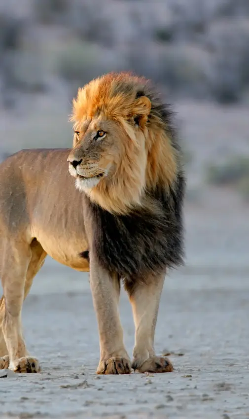 Male lion standing on sandy ground in natural habitat