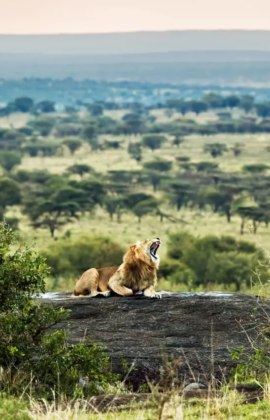 Lion resting on rock overlooking savanna landscape