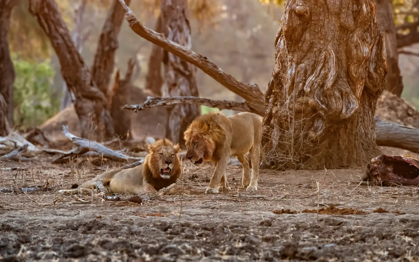 Two lions resting beneath large tree trunks