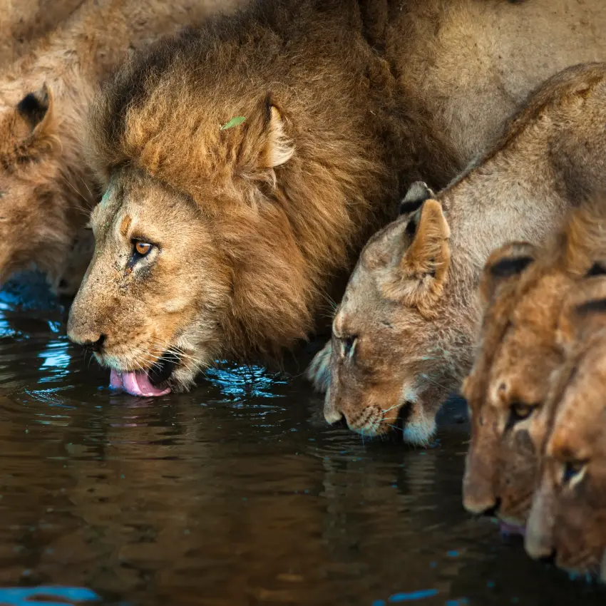 Group of lions drinking from watering hole together