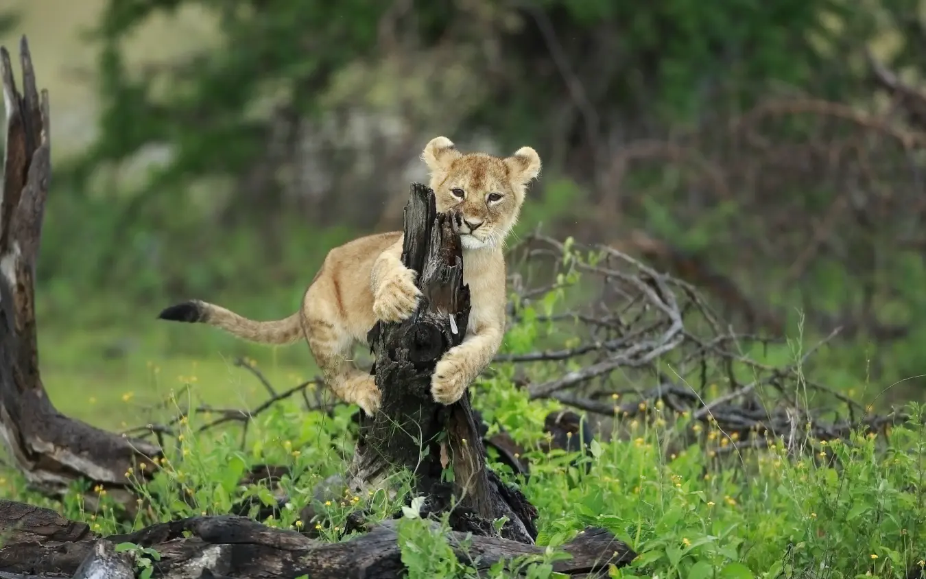 Young lion cub playing with charred wood log