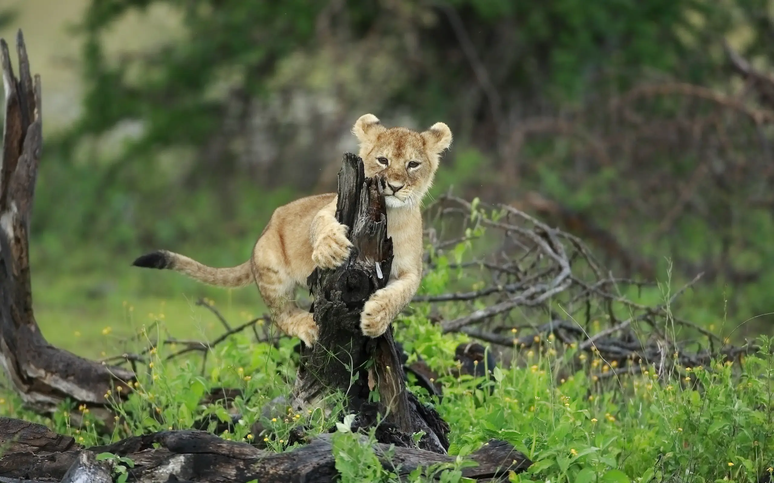 Young lion cub playing with charred wood log
