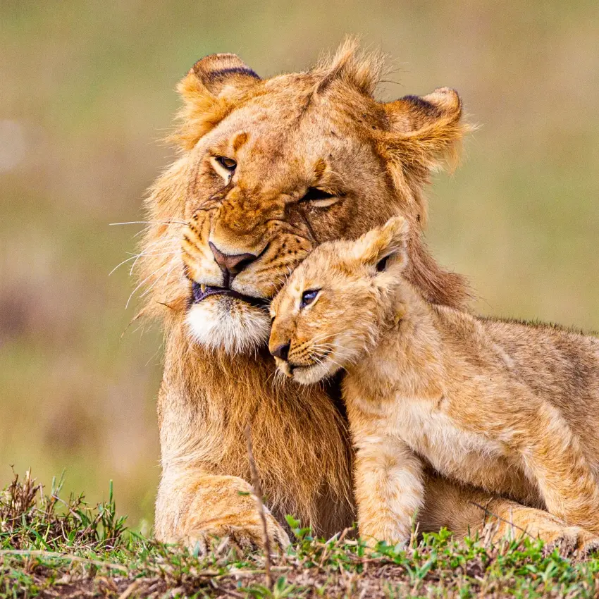 Lion and cub resting together on grassland