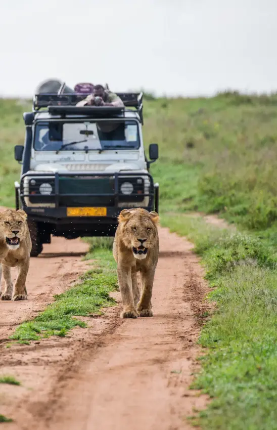 Lions walking on dirt road with safari vehicle following