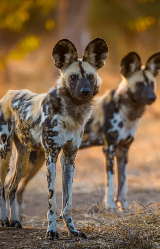 Two African wild dogs standing on dusty ground