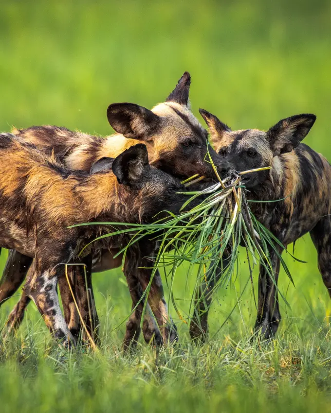 Two African wild dogs feeding on grass together