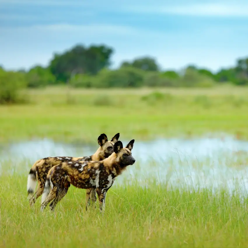 African wild dogs standing in grassland with water pools
