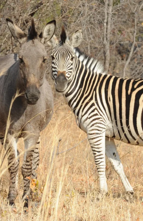 Zebra and antelope standing together in dry savanna woodland, Matobo, Zimbabwe
