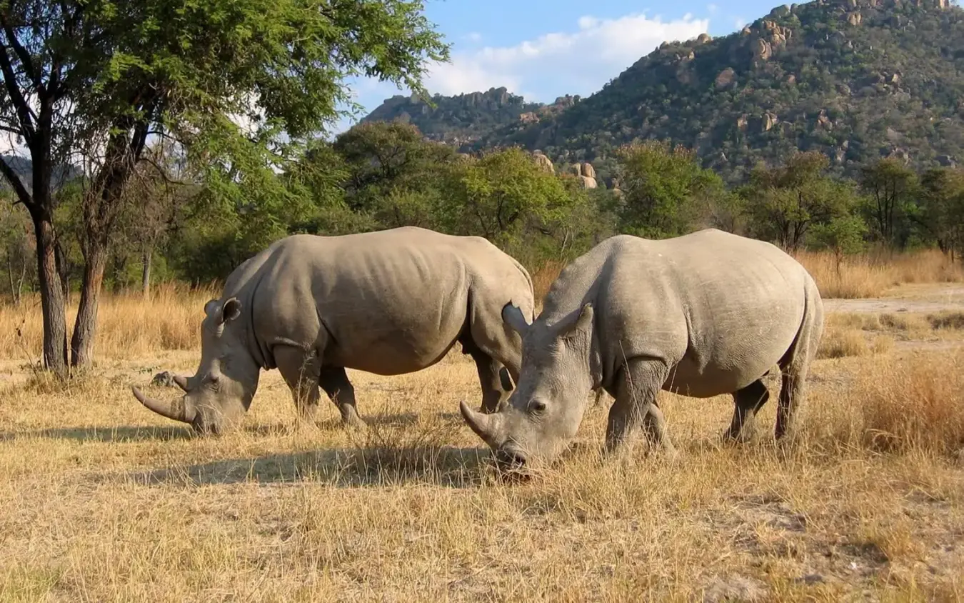 Two rhinos grazing in savanna with mountains behind, Amalinda Lodge, Matobo, Zimbabwe