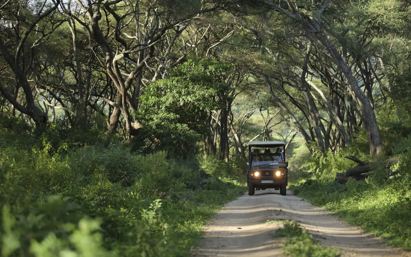 Safari vehicle driving through tree-lined dirt road, Lake Manyara Tree Lodge, Lake Manyara, Tanzania
