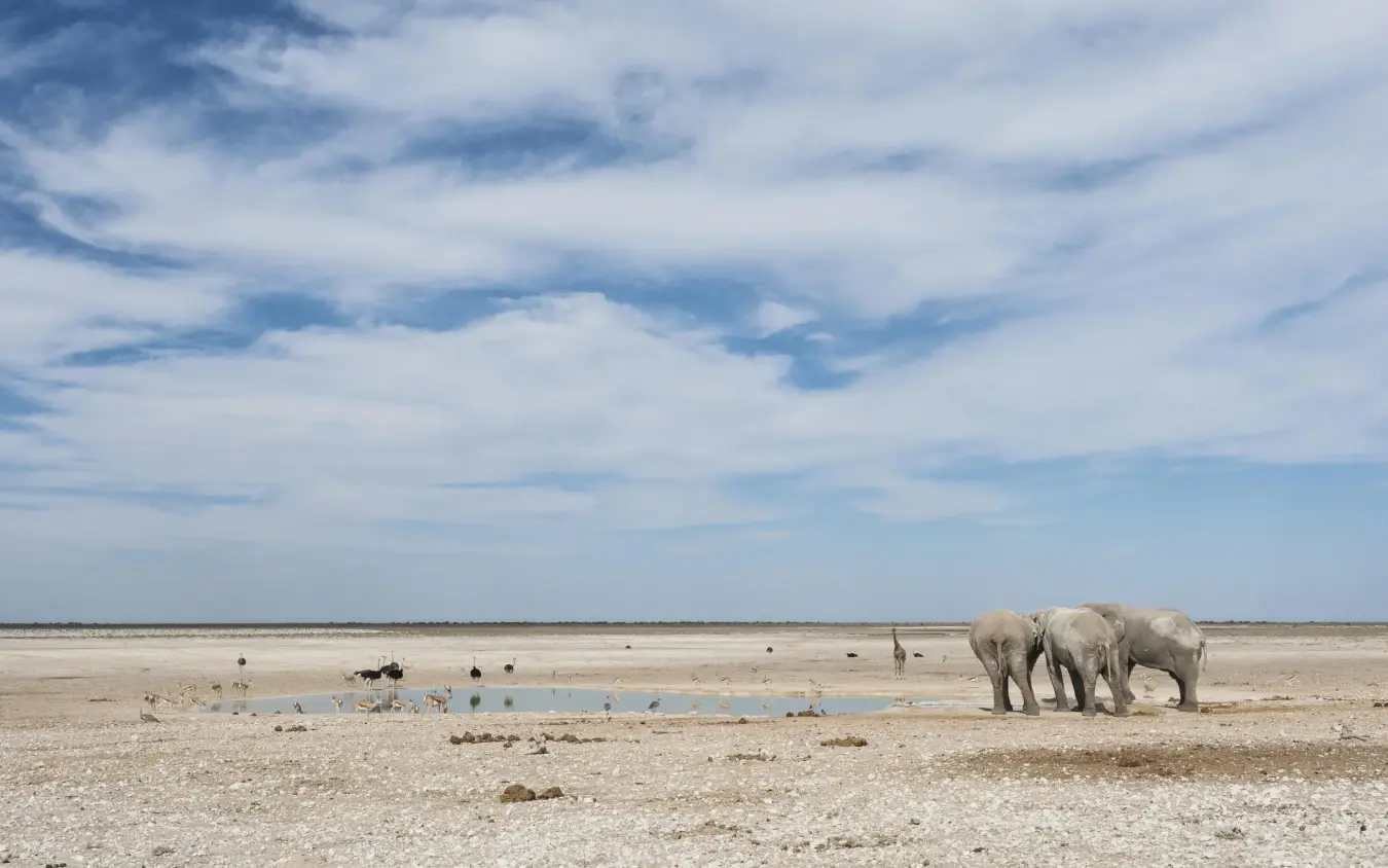 Elephants drinking at waterhole in arid savanna landscape, Anderssons at Ongava, Etosha National Park, Namibia