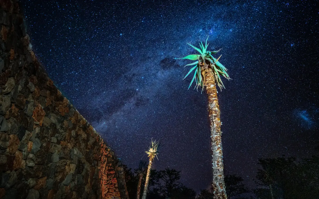 Palm trees illuminated beneath starry night sky, Anderssons at Ongava, Etosha National Park, Namibia