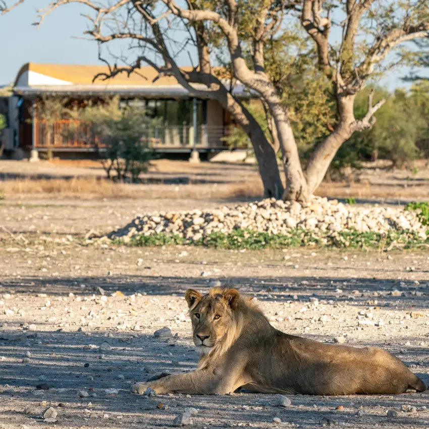 Lion resting on sandy ground near acacia tree, Anderssons at Ongava, Etosha National Park, Namibia