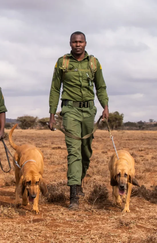 Ranger walking with tracking dogs on arid savanna plains, Angama Amboseli, Amboseli and Chyulu Hills, Kenya