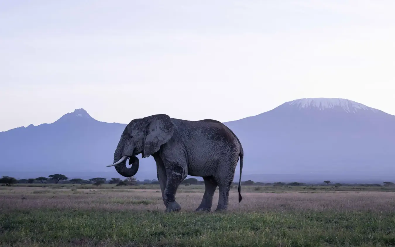 Elephant walking across grassland with snow-capped mountains in background, Angama Amboseli, Amboseli and Chyulu Hills, Kenya