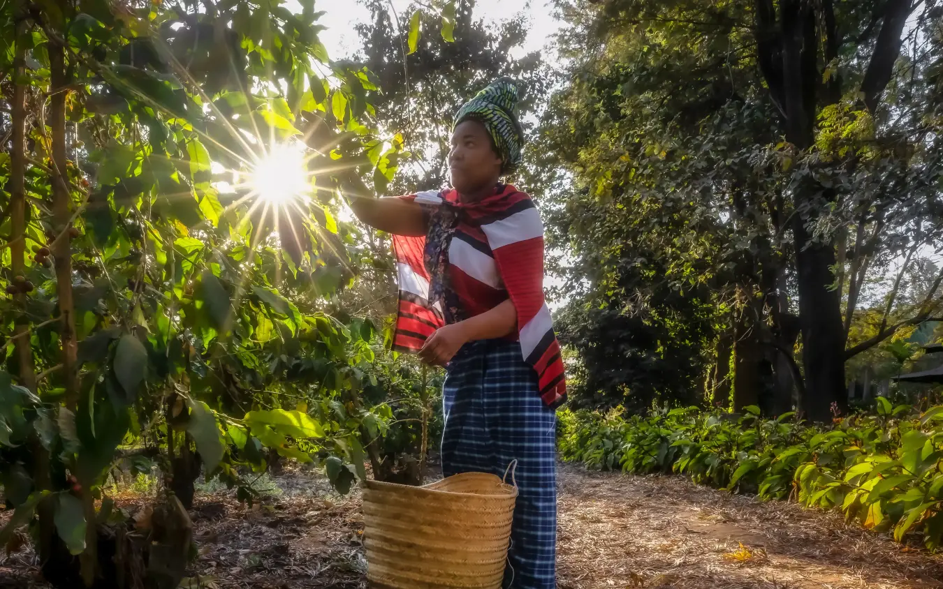 Woman harvesting cacao pods in tropical forest plantation, Arusha Coffee Lodge, Arusha, Tanzania