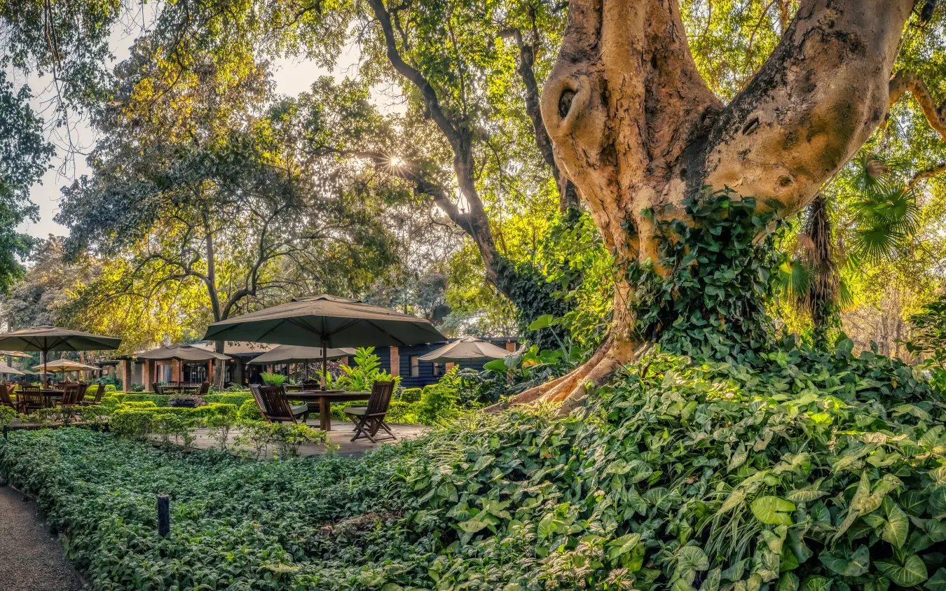 Outdoor lounge area beneath ancient tree with ivy-covered trunk, Arusha Coffee Lodge, Arusha, Tanzania